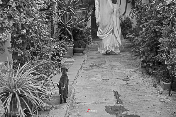 los patios cordobeses son especiales para realizar fotos de boda